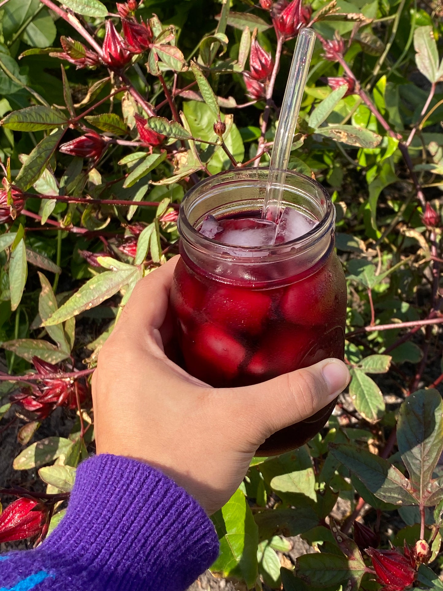 Hibiscus Loose Leaf Tea